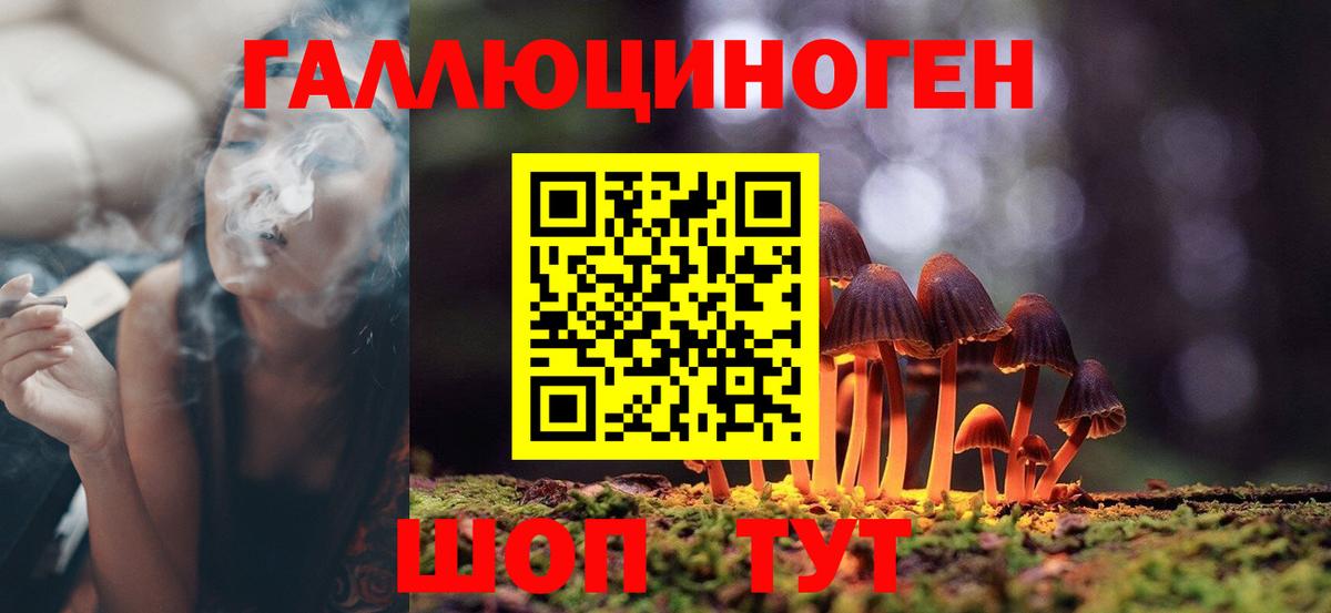 Псилоцибиновые грибы Psilocybe Братск